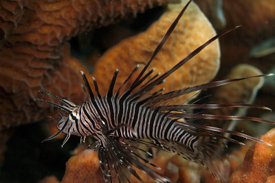 Lionfish