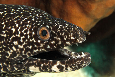 Spotted eel