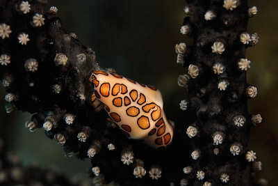 Flamingo tongue