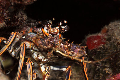 Spotted lobster
