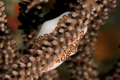 Flamingo tongue on coral
