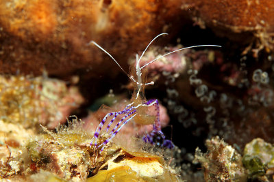 Pederson cleaner shrimp