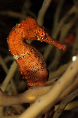 Orange seahorse