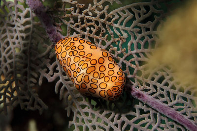 Flamingo tongue