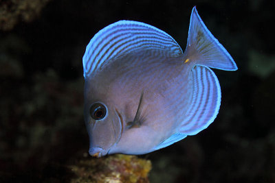 Juvenile/intermediate blue tang