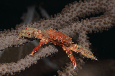 Hairy clinging crab