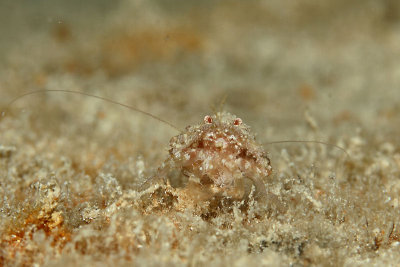 Hermit crab - not sure what type