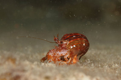 Polkadotted hermit crab 