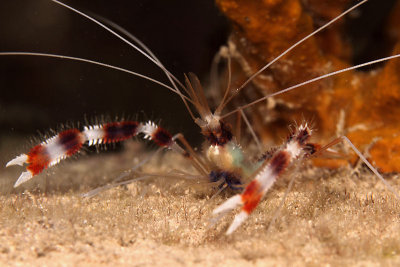 Banded cleaner shrimp