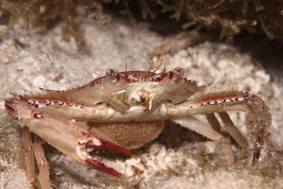 Sargassum crab with egg sac on abdomen