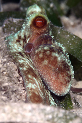 Octopus
