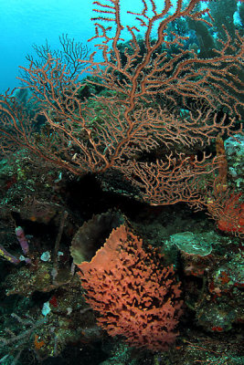Sponge and corals
