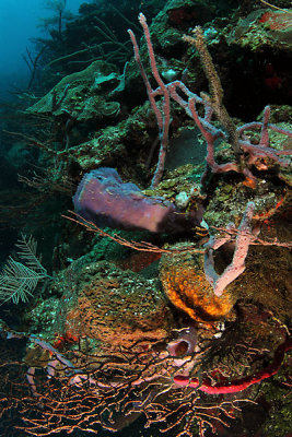 Reef scene