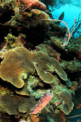 Large plate coral 