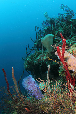 Various sponges