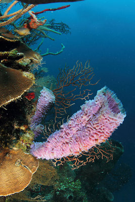 Large purple vase sponge