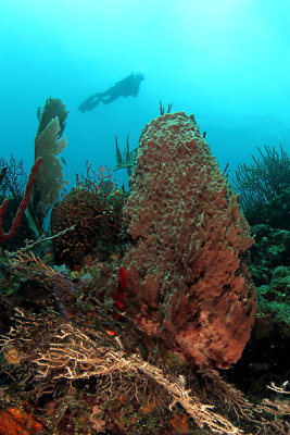Barrel sponge