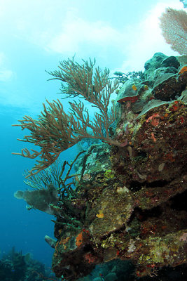 Reef scene