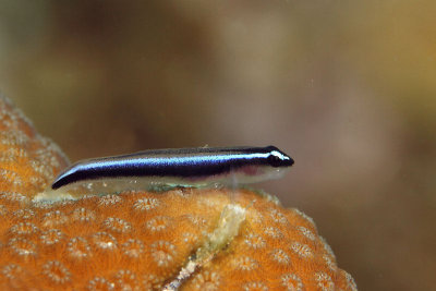 Goby