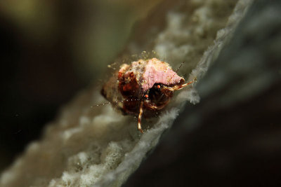 Hermit crab