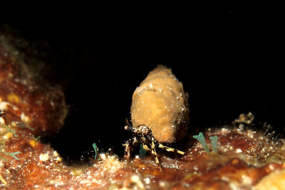 Brown hermit crab