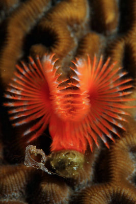 Horseshoe worm