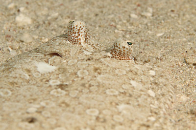 Flounder