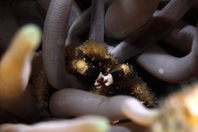 Banded clinging crab