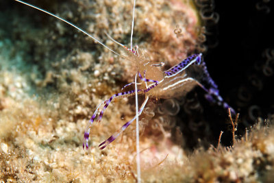 Pederson shrimp