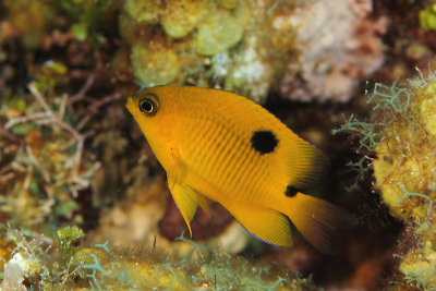 Three-spot damselfish - juvenile