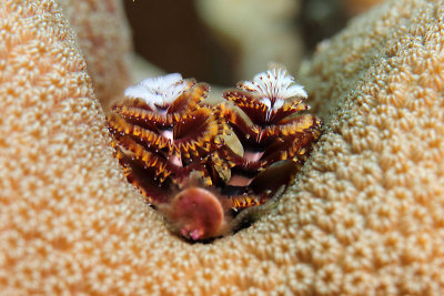 Christmas tree worm