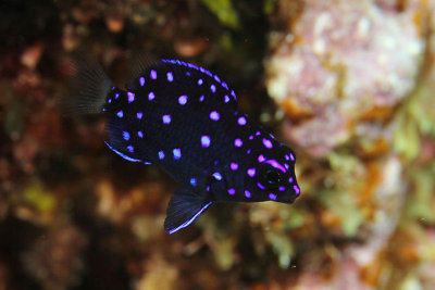 Juvenile yellowtail damselfish