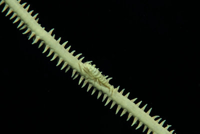 Wire coral shrimp
