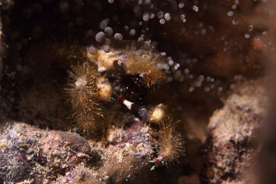 Banded clinging crab
