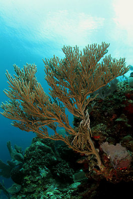 Sea rod coral
