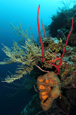 Corals and sponges
