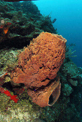 Barrel sponge
