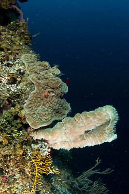 Vase sponge with coral