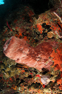 Sponge