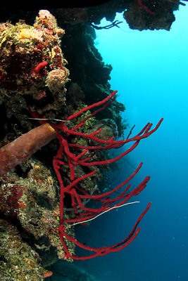 Red rope sponge