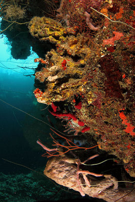 Sponges and corals