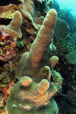 Pillar coral