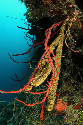 Rope and stovepipe sponges