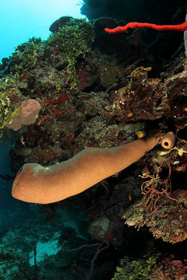 Sponges and corals