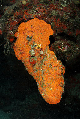 Orange elephant ear sponge
