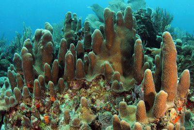 Pillar coral