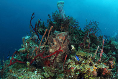 Reef scene