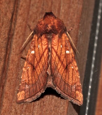 9483, Sensitive Fern Borer