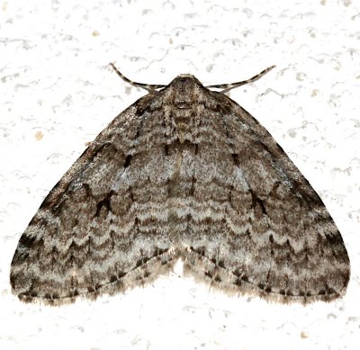 7433, Autumnal moth 