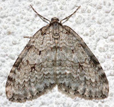 7433, Autumnal Moth 